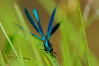 	A2489	 Motlice leskl (Calopteryx splendens)