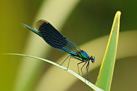 	A4261	 Motlice leskl (Calopteryx splendens)