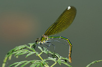 	A5260	 Motýlice lesklá (Calopteryx splendens)