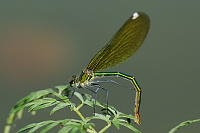 	A5260	 Motlice leskl (Calopteryx splendens)