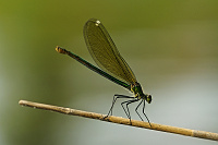 	A5313	 Motlice leskl (Calopteryx splendens)