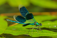 	A5369	 Motlice leskl (Calopteryx splendens)