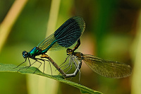 	A5397	 Motlice leskl (Calopteryx splendens)