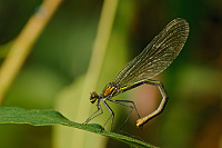 	A5414	 Motýlice lesklá (Calopteryx splendens)