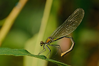 	A5414	 Motlice leskl (Calopteryx splendens)