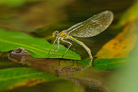 	A5425	 Motlice leskl (Calopteryx splendens)