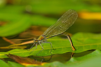 	A5434	 Motlice leskl (Calopteryx splendens)