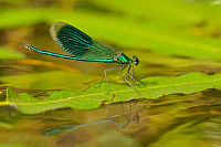 	A5449	 Motlice leskl (Calopteryx splendens)