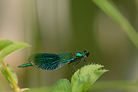 b3268 Motlice leskl (Calopteryx splendens)