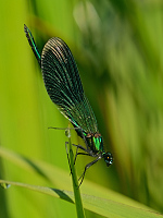 b4881 Motlice leskl (Calopteryx splendens)