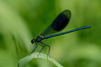 c2226. Motlice leskl (Calopteryx splendens)