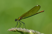 c2271. Motlice leskl (Calopteryx splendens)