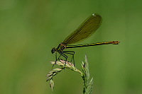 c2302. Motlice leskl (Calopteryx splendens)