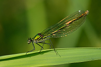 c6618. Motlice leskl (Calopteryx splendens)