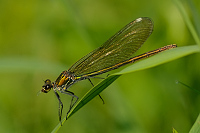 c6688. Motlice leskl (Calopteryx splendens)