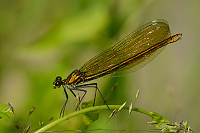 c6696. Motlice leskl (Calopteryx splendens)