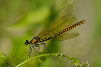 c6699. Motlice leskl (Calopteryx splendens)