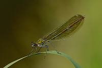 c6743. Motlice leskl (Calopteryx splendens)
