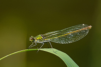 c6747. Motlice leskl (Calopteryx splendens)