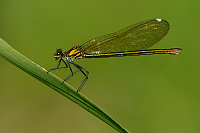 c6779. Motlice leskl (Calopteryx splendens)
