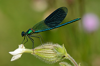 c6804. Motlice leskl (Calopteryx splendens)