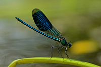 c6957. Motlice leskl (Calopteryx splendens)
