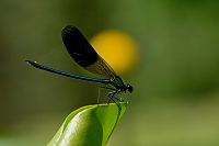 c7000. Motlice leskl (Calopteryx splendens)