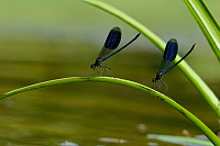 c7104. Motlice leskl (Calopteryx splendens)
