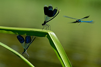 c7164. Motlice leskl (Calopteryx splendens)