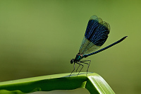 c7171. Motlice leskl (Calopteryx splendens)