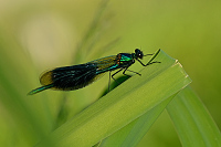 d0211. Motlice leskl (Calopteryx splendens)