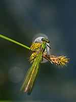 d0276. Motlice leskl (Calopteryx splendens)