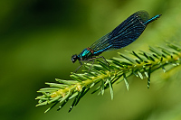 e0706. Motlice leskl (Calopteryx splendens)