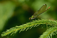 e0709. Motlice leskl (Calopteryx splendens)
