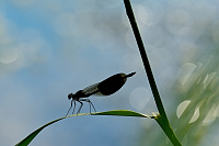 e0967. Motlice leskl (Calopteryx splendens)