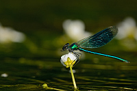 e0994. Motlice leskl (Calopteryx splendens)