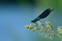 e1064. Motlice leskl (Calopteryx splendens)