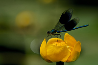 e1104. Motlice leskl (Calopteryx splendens)