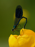 e1210. Motýlice lesklá (Calopteryx splendens)