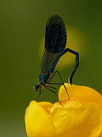 e1210. Motlice leskl (Calopteryx splendens)