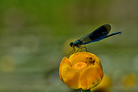 e1231. Motlice leskl (Calopteryx splendens)