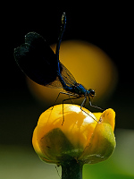 e1320. Motlice leskl (Calopteryx splendens)