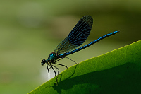 e1370. Motlice leskl (Calopteryx splendens)