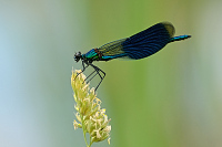 f1114. Motlice leskl (Calopteryx splendens)