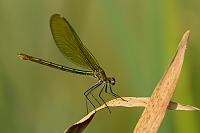 f1163. Motýlice lesklá (Calopteryx splendens)