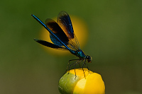 f1845. Motlice leskl (Calopteryx splendens)