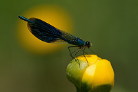 f1861. Motlice leskl (Calopteryx splendens)