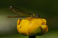 f1950. Motýlice lesklá (Calopteryx splendens)