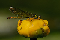 f1950. Motlice leskl (Calopteryx splendens)