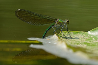 f1969. Motlice leskl (Calopteryx splendens)